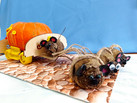 IMG-20231026-WA0056