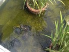 IMG-20180725-WA0057